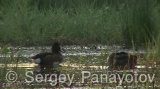 Video of Ferruginous Duck - Ferruginous Duck in early spring in shabla lake in nesting period